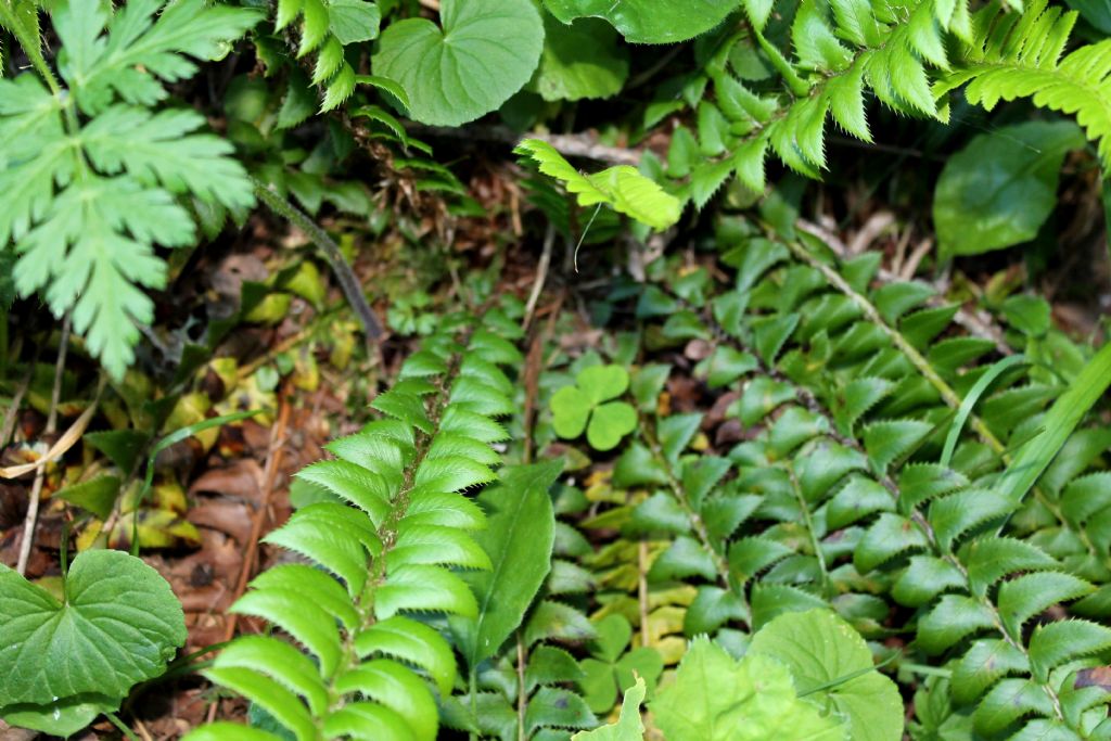 Polystichum lonchitis / Felce lonchite